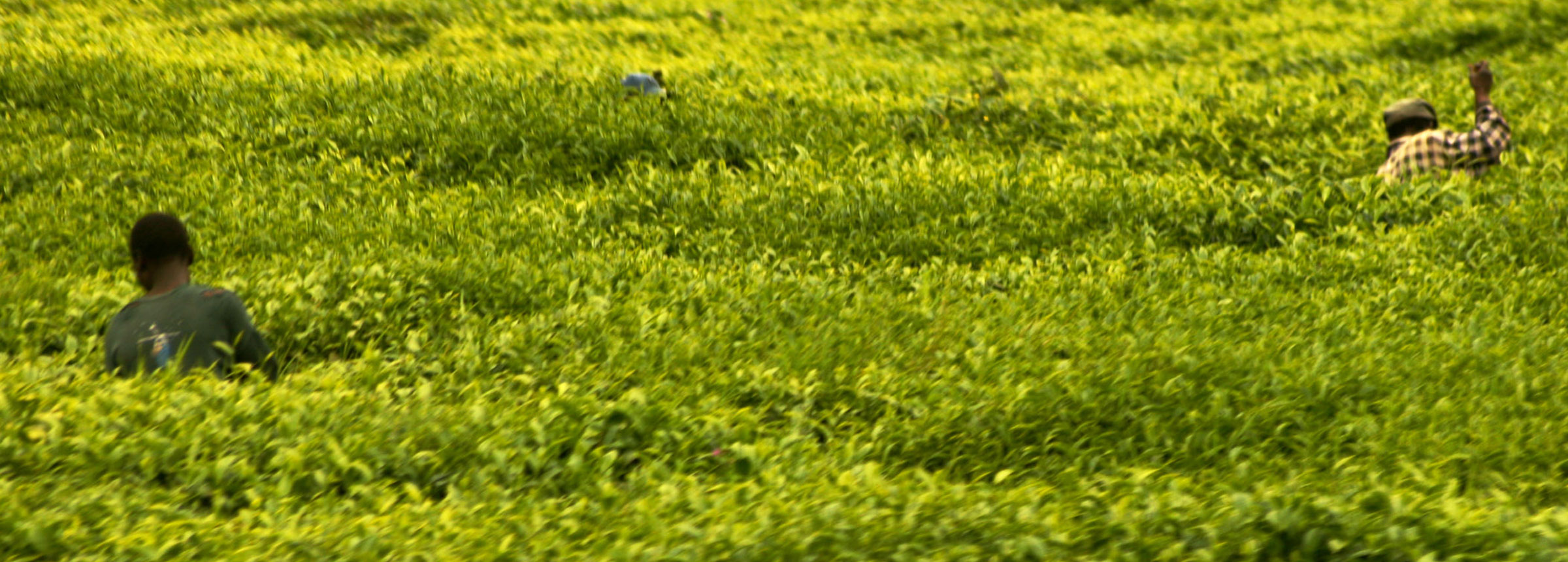 workers in Rwanda's tea fields
