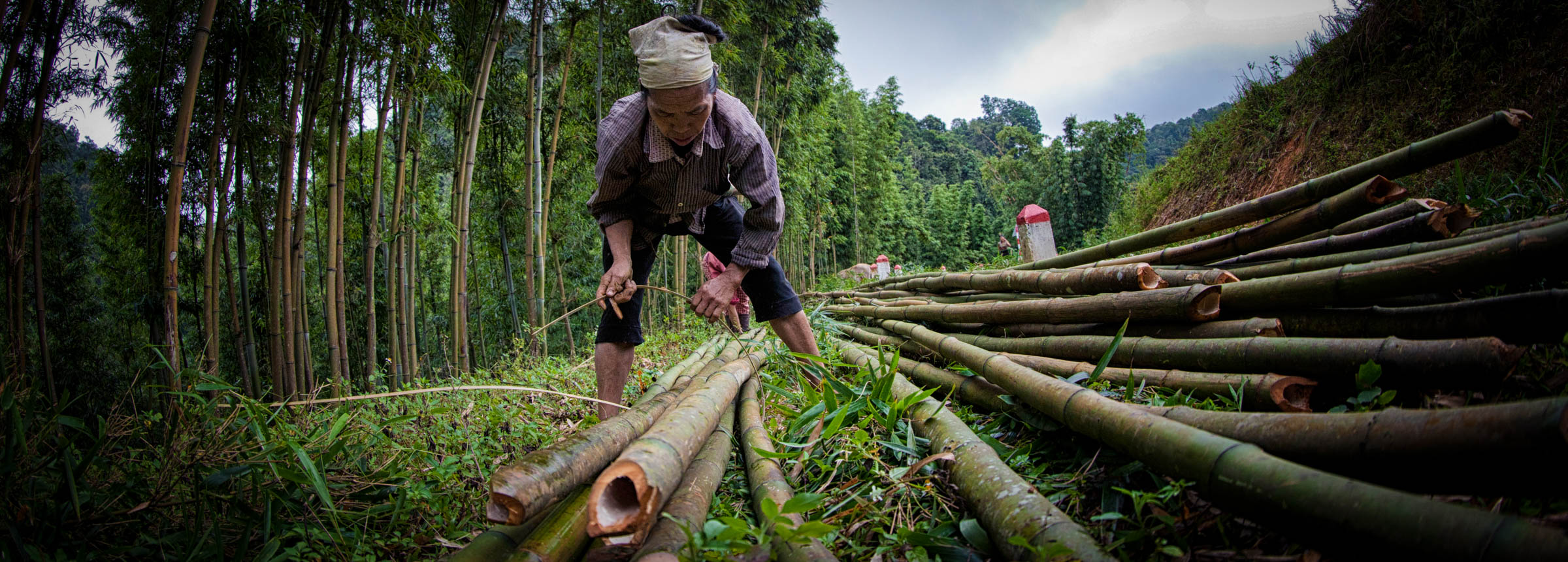 Woman gathering bamboo in forest