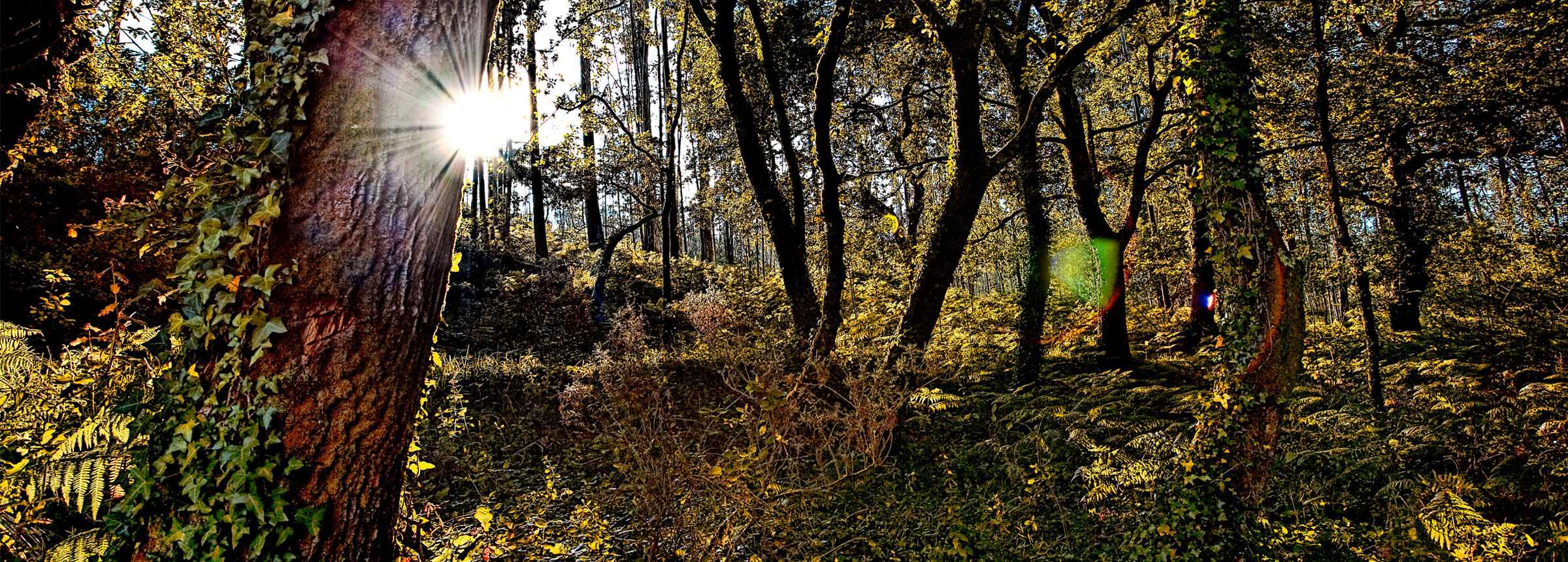 Chilean forest at sunrise