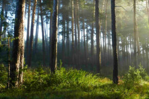 - WINROCK JOINS NEW JURISDICTIONAL REDD+ TECHNICAL ASSISTANCE PARTNERSHIP ANNOUNCED AT COP28