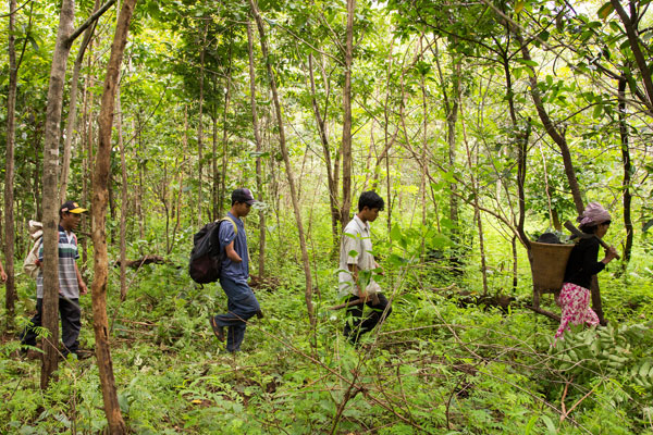 People walking through forest