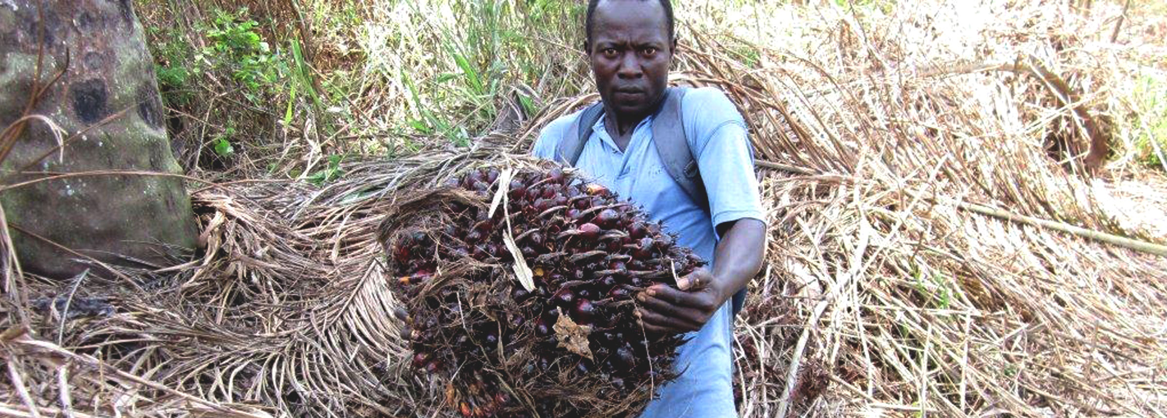 Man harvesting palm oil in Liberia